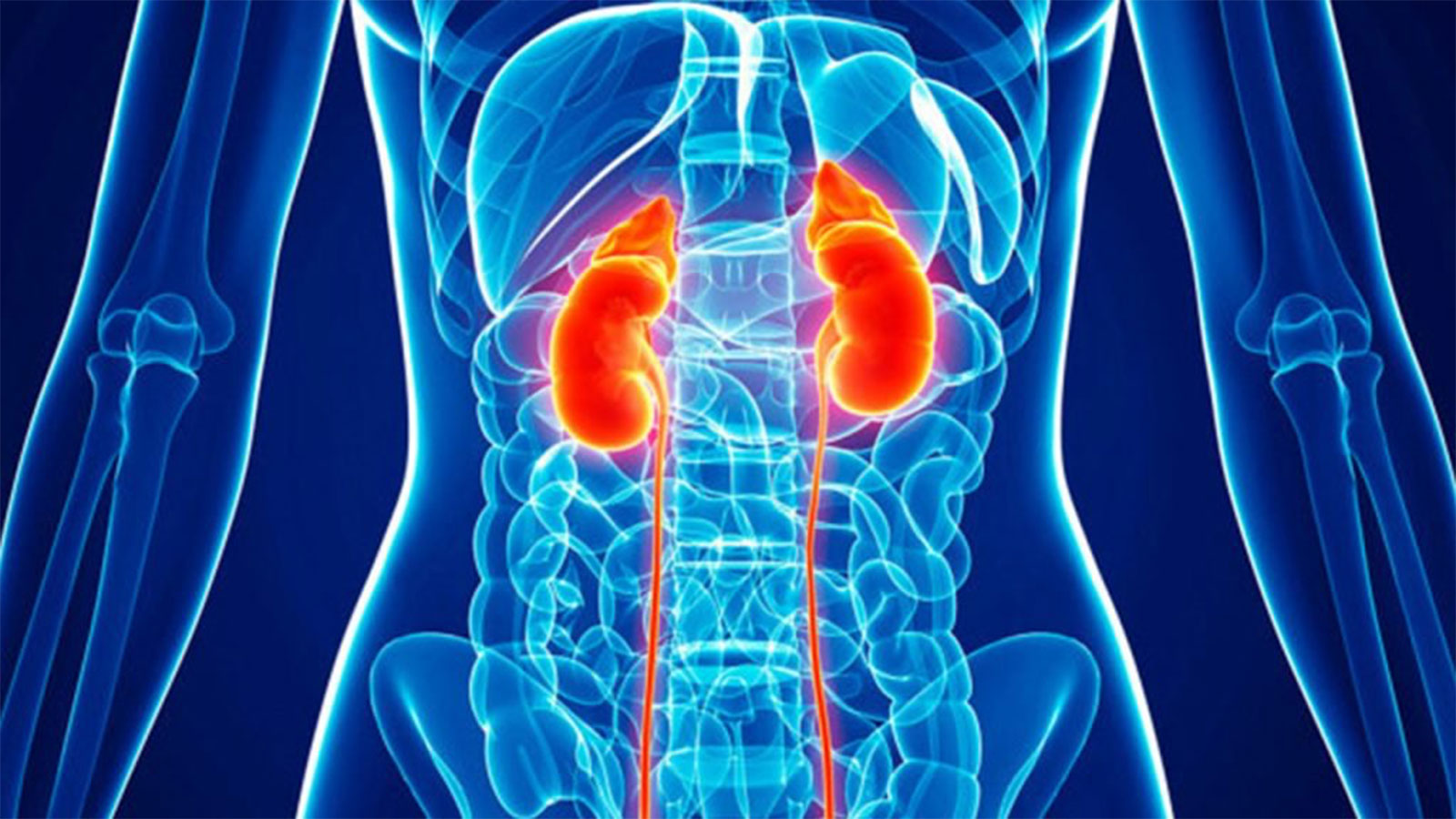 Imagem ilustrativa da notícia: O Rim e Tratamento da Insuficiência Renal